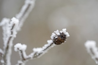 Brown shrivelled rosehip with ice crystals in winter, close-up with bokeh, still life, Erfurt,