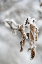 Brown leaf with ice crystals in winter, close-up with bokeh, still life, Erfurt, Thuringia, Germany