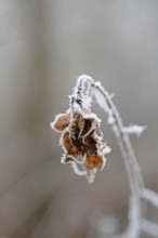 Brown leaf with ice crystals in winter, close-up with bokeh, still life, Erfurt, Thuringia, Germany