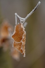 Brown leaf with ice crystals in winter, close-up with bokeh, still life, Erfurt, Thuringia, Germany