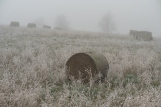 Hoarfrost on a field in winter with fog, straw rolls and straw bales, Erfurt, Thuringia, Germany