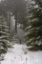 Hiking in a gloomy forest in winter in the Ore Mountains, spruces and snow, Oberwiesenthal, Saxony,