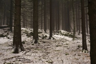 Gloomy forest in winter in the Ore Mountains, spruces and snow, Oberwiesenthal, Saxony, Germany