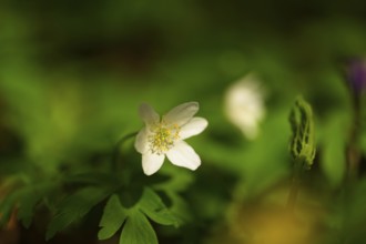 Wood anemone in a forest, close-up of a wildflower with bokeh, Anemone nemorosa, Erfurt, Thuringia,