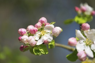 Apple blossoms in spring, Erfurt, Thuringia, Germany