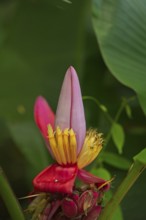 Blossom of a Kenya banana, Musa, Costa Rica