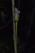 Helmeted Basiliscus in a rainforest in Costa Rica, Basiliscus, Basiliscus basiliscus, night shot