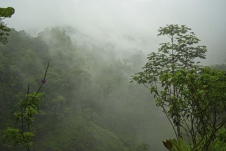 Cloud forest in Costa Rica, rainforest on the edge of the Poas volcano, Poas region, Costa Rica