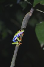 Red-eyed tree frog in a rainforest in Costa Rica, night photograph with artificial lighting,