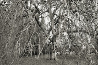 Black and white picture of a hanging copper beech with many tangled branches, looks eerie, Fagus