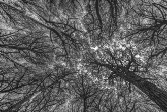 Black and white image of branched pine boughs in a pine forest forming a complex pattern, Pinus spp