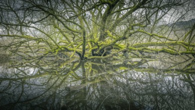 Moss-covered tree with reflective branches on calm water, Bodman, Lake Constance,