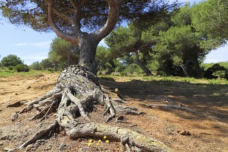 Large pine tree with exposed roots in a sunny pine forest, Pinus halepensis, Majorca, Spain