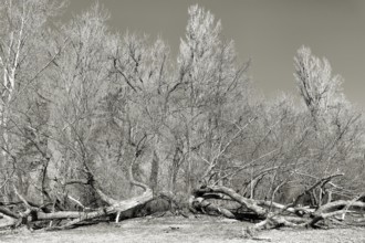 Fallen and bare trees in winter in a gloomy black and white picture, Immenstaad on Lake Constance,