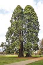 Two tall, green sequoia trees in a park with a clear sky in the background, emphasising peace and