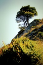 A single pine tree standing dramatically on a steep hill with unconventional vegetation, Pinus
