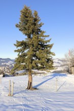 A solitary fir tree stands on a snow-covered surface with a village in the background under a clear