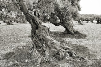 Weathered olive tree in a black and white scene with gnarled trunk, Olea europaea, Majorca, Spain