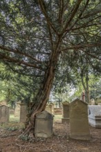 An old yew tree stands in a cemetery, surrounded by gravestones and nature in a quiet, sombre
