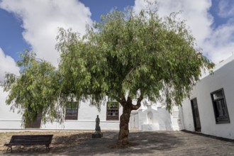 Quiet courtyard with a pepper tree, statue and bench next to a white building, Schinus, Teguise,