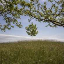 Single tree in a meadow, framed by branches, with blue sky, Warth, Thurgau, Switzerland