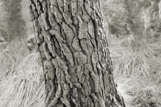 Close-up of the bark of a pine tree with detailed texture in a monochrome image, Pinus halepensis,