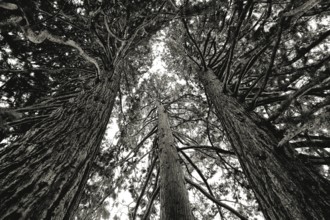 Three towering sequoia trees in a dramatic black and white photograph reaching upwards into the