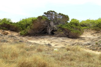 A solitary, stunted pine tree on sandy soil in a dry, coastal environment, Pinus halepensis,