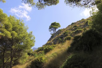 A hill lined with green pine trees with a clear blue sky and a single tree in the distance, Pinus