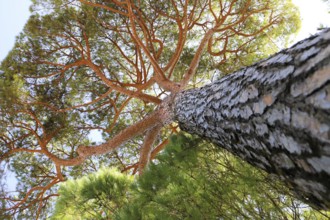 Perspective shot of a sturdy pine trunk stretching majestically towards the sky, Pinus halepensis,