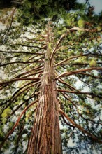 Top view of a large sequoia tree, showing branches and needles, Sequoiadendron giganteum (Lindl.) J