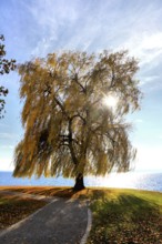 Large weeping willow on Lake Constance, combining autumn colours with calm waters, Salix
