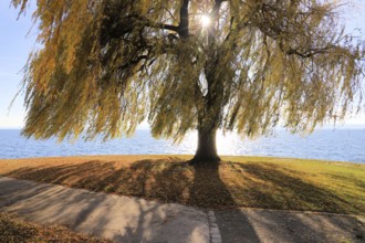 Autumn weeping willow on Lake Constance with shade, sun shining through the branches, Salix