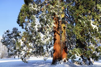 Big sequoia in winter, covered with snow in sunshine, Sequoia, Kreuzlingen, Switzerland
