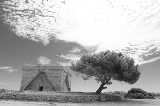 Old pine with tree in dramatic black and white, Pinus halepensis, Majorca, Spain