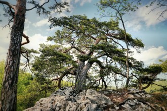 Dynamically growing pine tree on a rocky ground with blue sky, Pinus sylvestris, Trimbach,