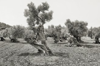 Olive trees in a field in a rough, black and white landscape, Olea europaea, Majorca, Spain