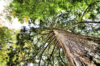Upward view into several trees with widely branched branches and green canopy, Baden-Württemberg,