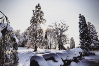 A snowy landscape with various trees, interspersed with sunlight, conveys a peaceful, wintry