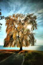 A weeping willow with golden autumn leaves is bathed in sunlight and stands picturesquely in front