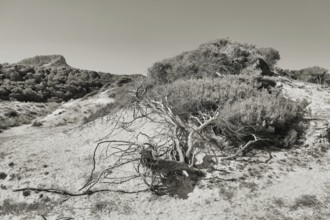 A barren pine tree in a barren dune landscape with bushes and hills in the background in a