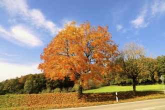 A large Norway maple with bright orange leaves stands by a country road under a blue sky, Acer