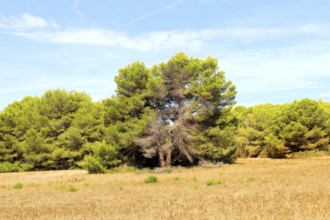 A pine tree in a sunny field, surrounded by smaller pines under a blue sky, Pinus halepensis,