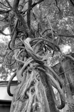A blue vine entwined around a tree trunk in black and white, mystical and complex, Wisteria, Pisa,