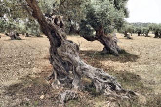 A gnarled olive tree on a dry, earthy landscape in a typical Mediterranean environment, Olea