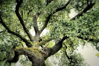 A view into the crown of a holm oak with intense green leaves and impressive, sweeping branches,