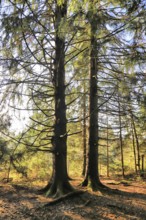 Two trees in the forest, bathed in sunlight, a tranquil scene, Picea, Thurgau, Switzerland