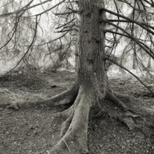 Detailed trunk of a spruce in a dense, black and white forest, Picea, Thurgau, Switzerland