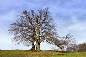Sparse-looking copper beech in a meadow under a clear blue sky, Fagus sylvatica, Hauenstein,