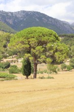 A large pine tree with a green tuft of needles against a sunny background of mountains and a